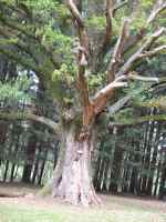 Gros chêne planté par les mennonites en 1793