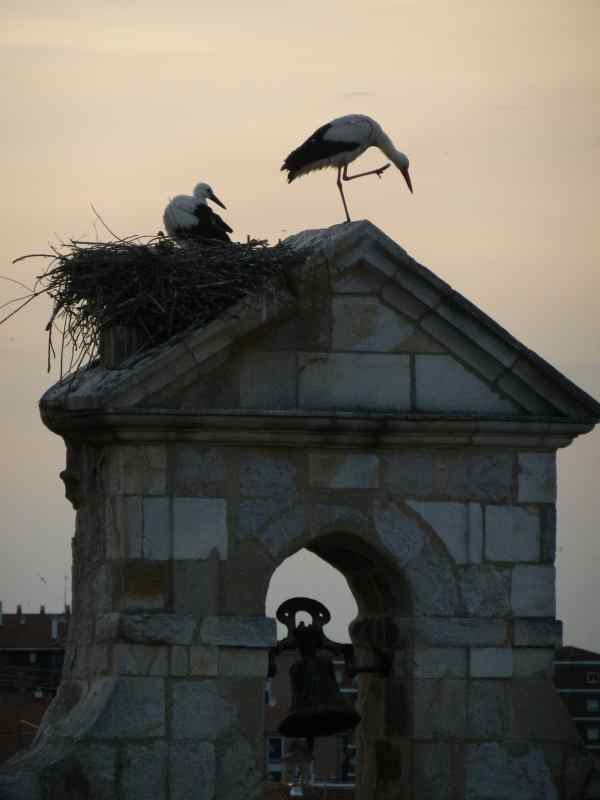 Cigognes à Zamora (Castille et Léon) - © Jacques Dubucq