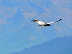 Condor