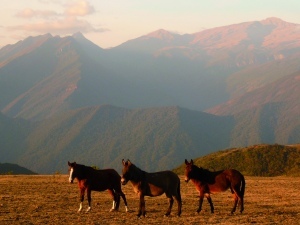 Paysage de Yungas