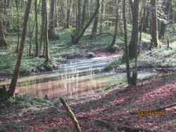 La forêt de Chaux