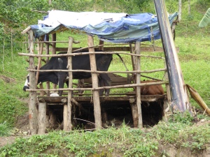 Baraque à vaches