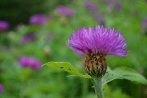 Fleur
